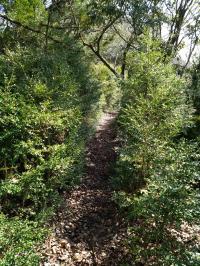 ツゲのトンネル