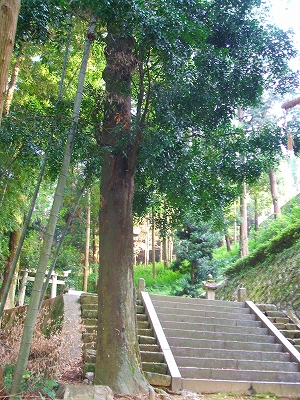 中村天神社ナギ